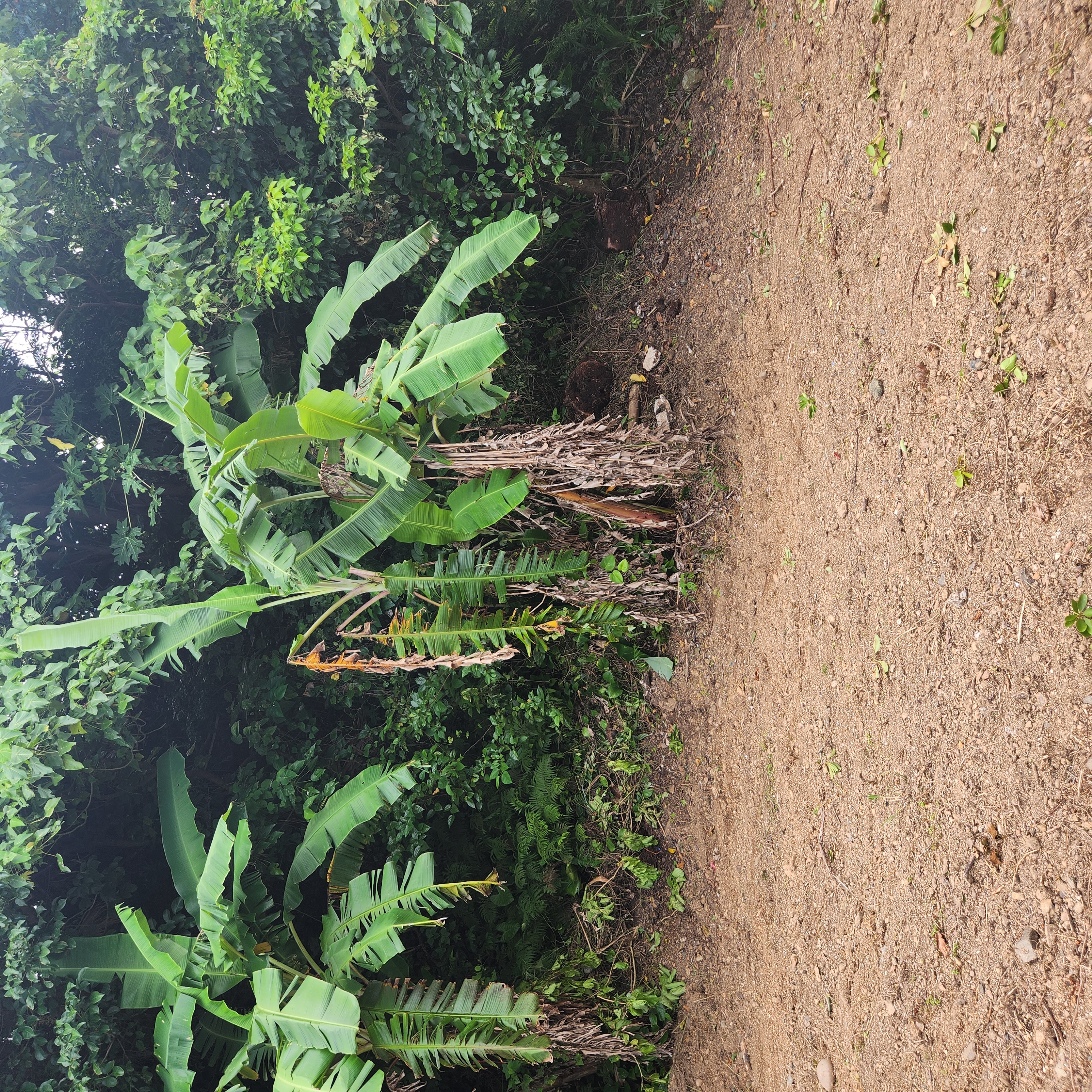 Amami Property View 4